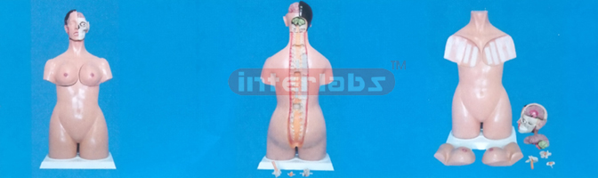 DELUXE BREAST TEACHING-EXAMINATION TORSO MODEL